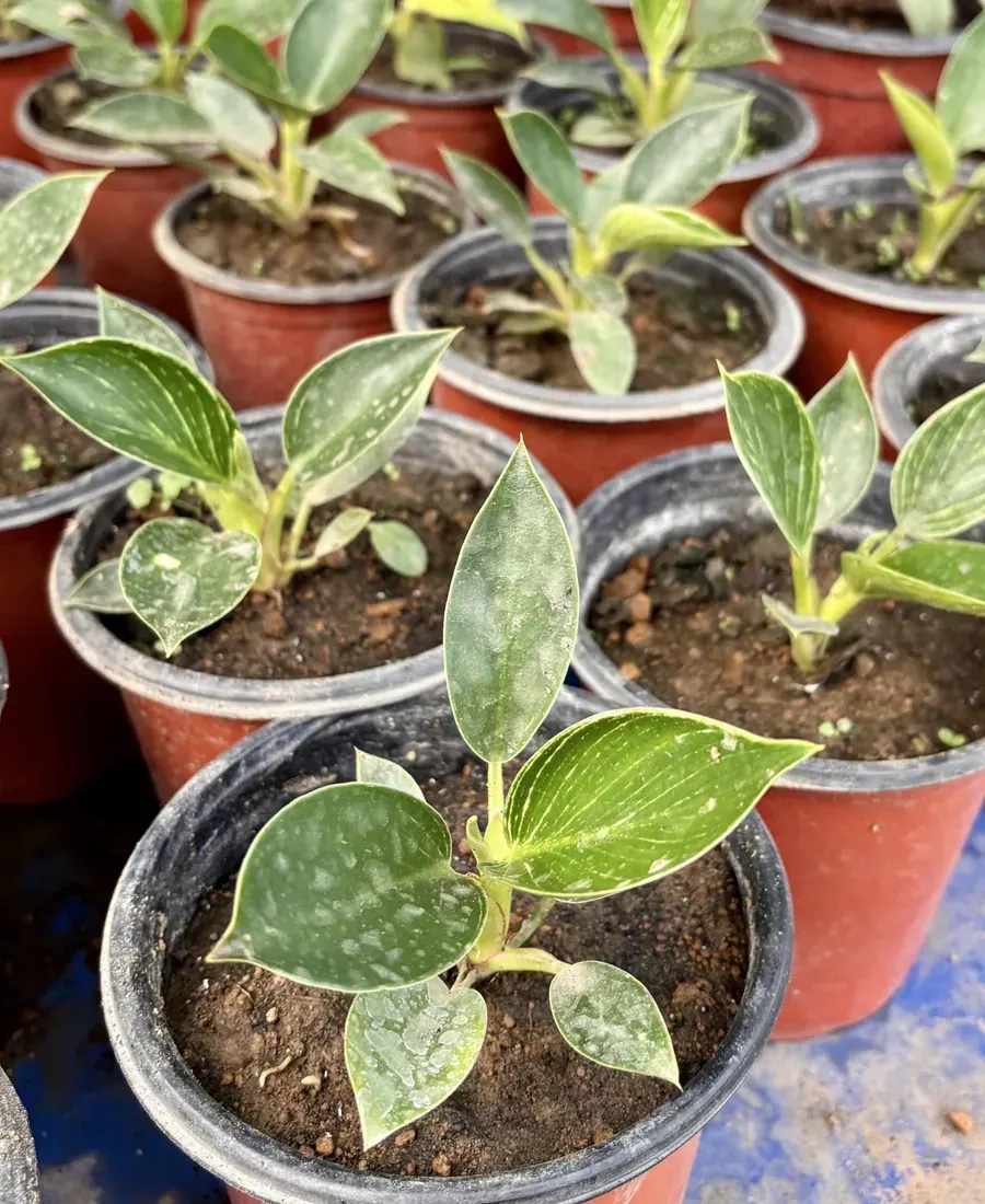 Bibit tanaman daun di dalam pot-pot kecil