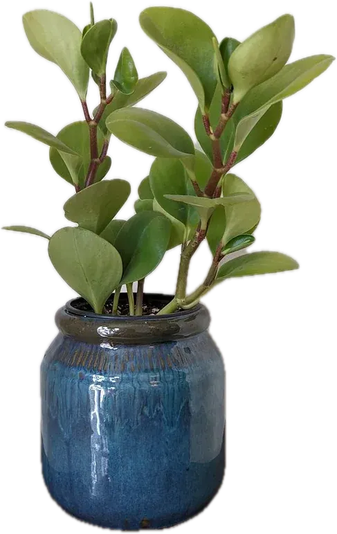 Peperomia berdaun bulat tebal di pot keramik biru