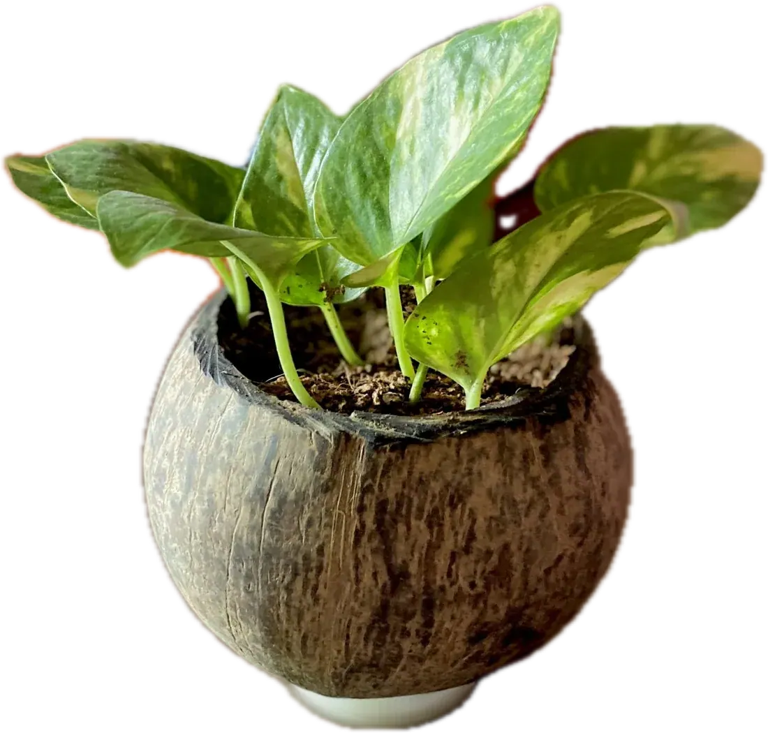 Sirih gading berdaun hati kuning-hijau di dalam pot batok kelapa